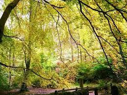 Dimmingsdale Valley & Furnace Forest Walks